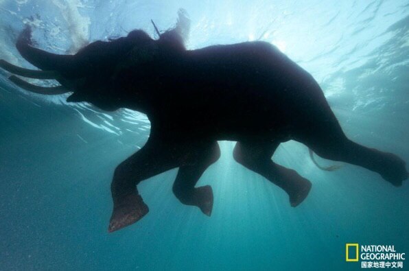 一头60岁的大象在印度安达曼海温暖的海水中游泳